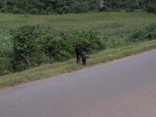 エクセルマクロ達人養成塾塾長ブログ-道中見かけた牛。