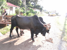 エクセルマクロ達人養成塾塾長ブログ-道中、道をふさいでいた牛車。