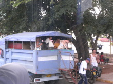 エクセルマクロ達人養成塾塾長ブログ-マタンザスの地元の人が乗るバスはこんな感じ。
